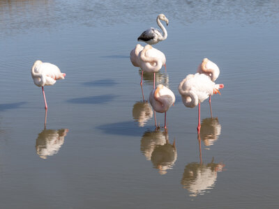 03-Camargue , flamant_1094738