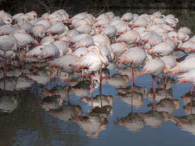 03-Camargue , flamant_1094739