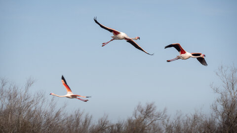 03-Camargue , flamant_1094742