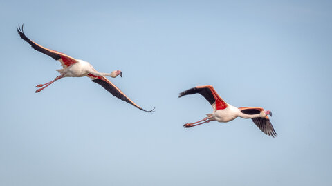 03-Camargue , flamant_1094742-Modifier