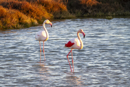 03-Camargue , flamant_MG_8017