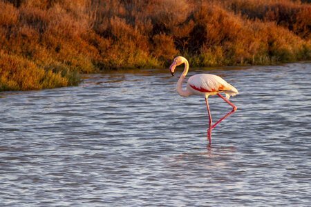 03-Camargue , flamant_MG_8021