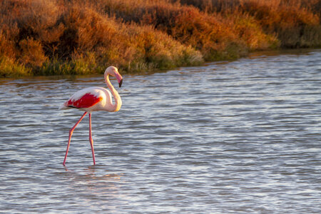 03-Camargue , flamant_MG_8024