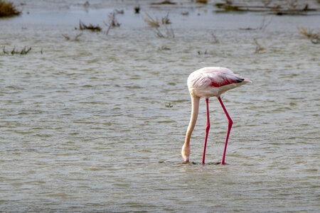 03-Camargue , flamant_MG_8098