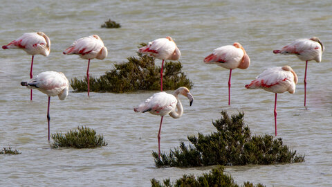 03-Camargue , flamant_MG_8113