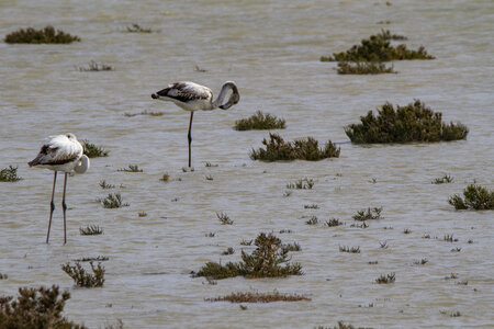 03-Camargue , flamant_MG_8121