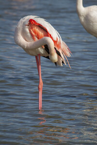 03-Camargue , flamant_MG_8769