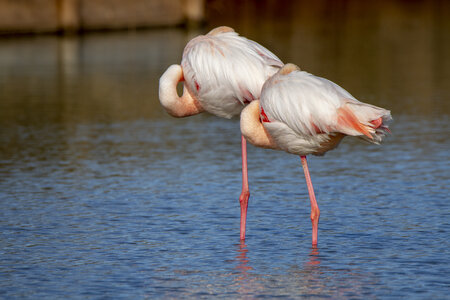 03-Camargue , flamant_MG_8776