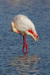 03-Camargue , flamant_MG_8778