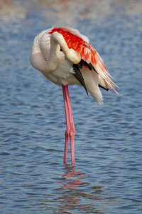 03-Camargue , flamant_MG_8780