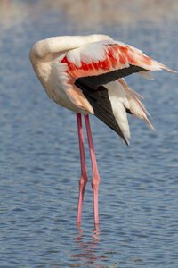 03-Camargue , flamant_MG_8791