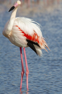 03-Camargue , flamant_MG_8792