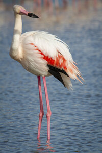 03-Camargue , flamant_MG_8793