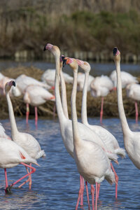 03-Camargue , flamant_MG_8798