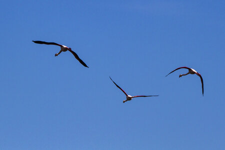 03-Camargue , flamant_MG_8801