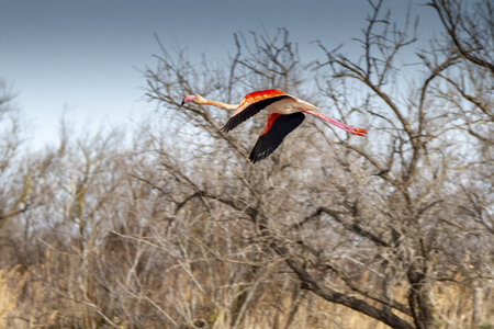 03-Camargue , flamant_MG_8805