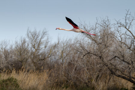 03-Camargue , flamant_MG_8806