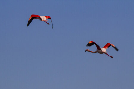 03-Camargue , flamant_MG_8810