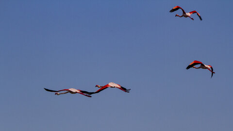 03-Camargue , flamant_MG_8811