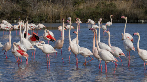 03-Camargue , flamant_MG_8814