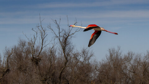 03-Camargue , flamant_MG_8818