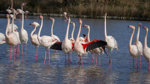 03-Camargue , flamant_MG_8824