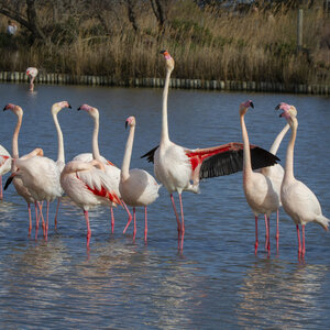 03-Camargue , flamant_MG_8825