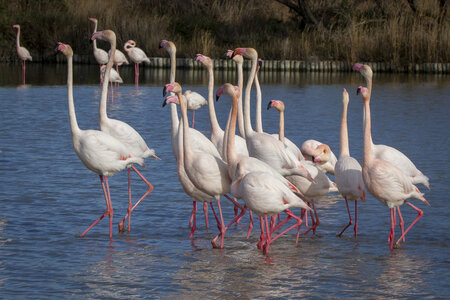 03-Camargue , flamant_MG_8828