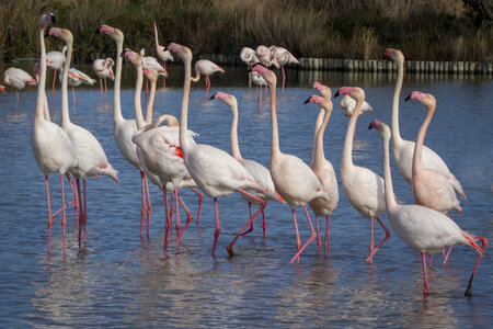 03-Camargue , flamant_MG_8830