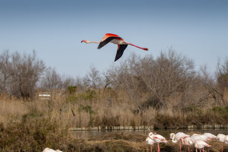 03-Camargue , flamant_MG_8836