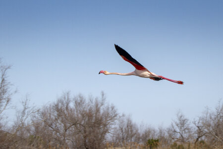 03-Camargue , flamant_MG_8837