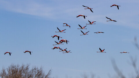 03-Camargue , flamant_MG_8847