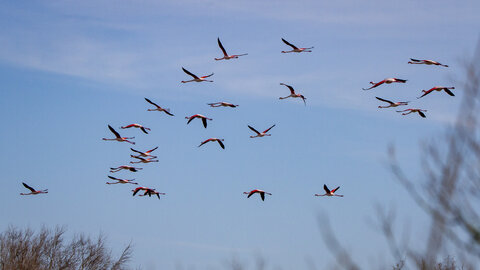 03-Camargue , flamant_MG_8848