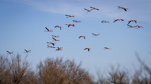 03-Camargue , flamant_MG_8849