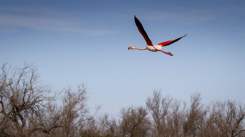 03-Camargue , flamant_MG_8852