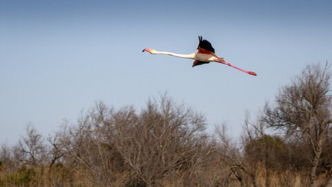 03-Camargue , flamant_MG_8854