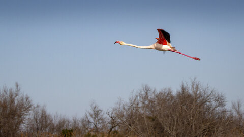 03-Camargue , flamant_MG_8855