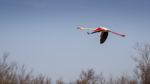 03-Camargue , flamant_MG_8856