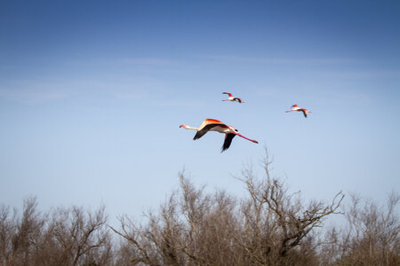 03-Camargue , flamant_MG_8857