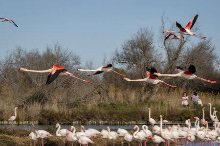 03-Camargue , flamant_MG_8859