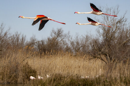 03-Camargue , flamant_MG_8861