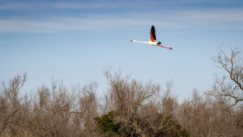 03-Camargue , flamant_MG_8862