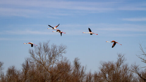 03-Camargue , flamant_MG_8863