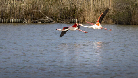 03-Camargue , flamant_MG_8864-Modifier