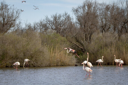 03-Camargue , flamant_MG_8867