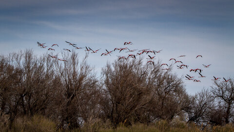 03-Camargue , flamant_MG_8871