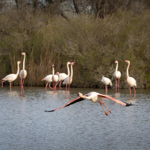 03-Camargue , flamant_MG_8876