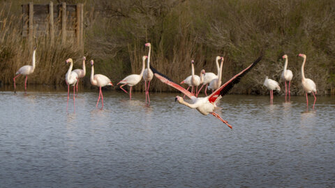 03-Camargue , flamant_MG_8877