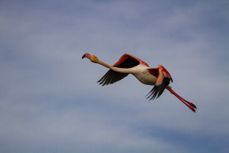 03-Camargue , flamant_MG_8879