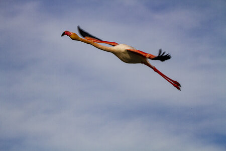 03-Camargue , flamant_MG_8880